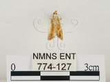 中文名:瘤野螟(774-127)學名:Cnaphalocrocis medinalis (Guenée, 1854)(774-127)