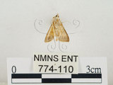 中文名:瘤野螟(774-110)學名:Cnaphalocrocis medinalis (Guenée, 1854)(774-110)