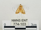 中文名:瘤野螟(774-103)學名:Cnaphalocrocis medinalis (Guenée, 1854)(774-103)