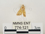 中文名:瘤野螟(774-121)學名:Cnaphalocrocis medinalis (Guenée, 1854)(774-121)