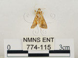 中文名:瘤野螟(774-115)學名:Cnaphalocrocis medinalis (Guenée, 1854)(774-115)