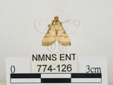 中文名:瘤野螟(774-126)學名:Cnaphalocrocis medinalis (Guenée, 1854)(774-126)