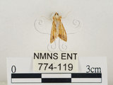 中文名:瘤野螟(774-119)學名:Cnaphalocrocis medinalis (Guenée, 1854)(774-119)
