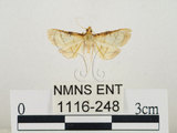 中文名:瘤野螟(1116-248)學名:Cnaphalocrocis medinalis (Guenée, 1854)(1116-248)