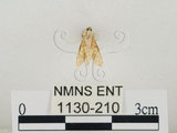 中文名:瘤野螟(1130-210)學名:Cnaphalocrocis medinalis (Guenée, 1854)(1130-210)