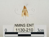 中文名:瘤野螟(1130-210)學名:Cnaphalocrocis medinalis (Guenée, 1854)(1130-210)