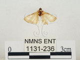 中文名:瘤野螟(1131-236)學名:Cnaphalocrocis medinalis (Guenée, 1854)(1131-236)