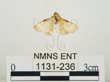中文名:瘤野螟(1131-236)學名:Cnaphalocrocis medinalis (Guenée, 1854)(1131-236)