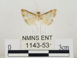 中文名:瘤野螟(1143-53)學名:Cnaphalocrocis medinalis (Guenée, 1854)(1143-53)