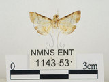 中文名:瘤野螟(1143-53)學名:Cnaphalocrocis medinalis (Guenée, 1854)(1143-53)