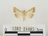 中文名:瘤野螟(1282-24485)學名:Cnaphalocrocis medinalis (Guenée, 1854)(1282-24485)