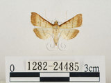 中文名:瘤野螟(1282-24485)學名:Cnaphalocrocis medinalis (Guenée, 1854)(1282-24485)