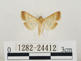 中文名:瘤野螟(1282-24412)學名:Cnaphalocrocis medinalis (Guenée, 1854)(1282-24412)