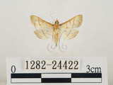 中文名:瘤野螟(1282-24422)學名:Cnaphalocrocis medinalis (Guenée, 1854)(1282-24422)