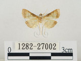 中文名:瘤野螟(1282-27002)學名:Cnaphalocrocis medinalis (Guenée, 1854)(1282-27002)