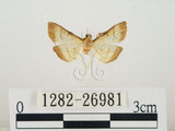 中文名:瘤野螟(1282-26981)學名:Cnaphalocrocis medinalis (Guenée, 1854)(1282-26981)