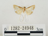 中文名:瘤野螟(1282-24948)學名:Cnaphalocrocis medinalis (Guenée, 1854)(1282-24948)