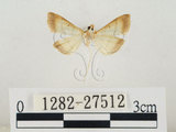中文名:瘤野螟(1282-27512)學名:Cnaphalocrocis medinalis (Guenée, 1854)(1282-27512)