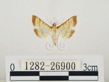 中文名:瘤野螟(1282-26900)學名:Cnaphalocrocis medinalis (Guenée, 1854)(1282-26900)