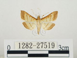 中文名:瘤野螟(1282-27519)學名:Cnaphalocrocis medinalis (Guenée, 1854)(1282-27519)