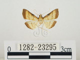 中文名:瘤野螟(1282-23295)學名:Cnaphalocrocis medinalis (Guenée, 1854)(1282-23295)