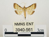 中文名:瘤野螟(3940-561)學名:Cnaphalocrocis medinalis (Guenée, 1854)(3940-561)