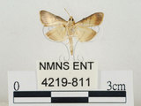 中文名:瘤野螟(4219-811)學名:Cnaphalocrocis medinalis (Guenée, 1854)(4219-811)