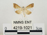 中文名:瘤野螟(4219-1021)學名:Cnaphalocrocis medinalis (Guenée, 1854)(4219-1021)