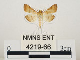 中文名:瘤野螟(4219-66)學名:Cnaphalocrocis medinalis (Guenée, 1854)(4219-66)