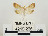 中文名:瘤野螟(4219-266)學名:Cnaphalocrocis medinalis (Guenée, 1854)(4219-266)