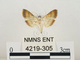 中文名:瘤野螟(4219-305)學名:Cnaphalocrocis medinalis (Guenée, 1854)(4219-305)