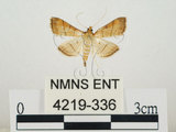 中文名:瘤野螟(4219-336)學名:Cnaphalocrocis medinalis (Guenée, 1854)(4219-336)