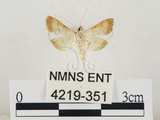 中文名:瘤野螟(4219-351)學名:Cnaphalocrocis medinalis (Guenée, 1854)(4219-351)