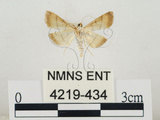 中文名:瘤野螟(4219-434)學名:Cnaphalocrocis medinalis (Guenée, 1854)(4219-434)