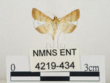 中文名:瘤野螟(4219-434)學名:Cnaphalocrocis medinalis (Guenée, 1854)(4219-434)