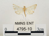 中文名:瘤野螟(4795-10)學名:Cnaphalocrocis medinalis (Guenée, 1854)(4795-10)