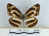 中文名:三線蝶(1282-18119)學名:Neptis philyra splendens Murayama, 1941(1282-18119)