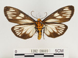 中文名:巨網苔蛾(1282-28089)學名:Macrobrochis gigas (Walker, 1854)(1282-28089)