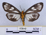 中文名:巨網苔蛾(1729-42)學名:Macrobrochis gigas (Walker, 1854)(1729-42)