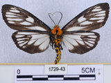 中文名:巨網苔蛾(1729-43)學名:Macrobrochis gigas (Walker, 1854)(1729-43)