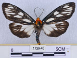中文名:巨網苔蛾(1729-43)學名:Macrobrochis gigas (Walker, 1854)(1729-43)