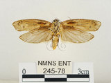 中文名:線紋篩蛾(點帶織蛾)(245-78)學名:Ethmia lineatonotella (Moore, 1867)(245-78)