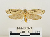 中文名:線紋篩蛾(點帶織蛾)(245-78)學名:Ethmia lineatonotella (Moore, 1867)(245-78)