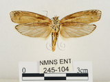 中文名:線紋篩蛾(點帶織蛾)(245-104)學名:Ethmia lineatonotella (Moore, 1867)(245-104)