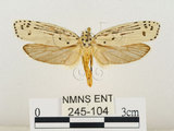 中文名:線紋篩蛾(點帶織蛾)(245-104)學名:Ethmia lineatonotella (Moore, 1867)(245-104)