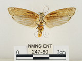 中文名:線紋篩蛾(點帶織蛾)(247-80)學名:Ethmia lineatonotella (Moore, 1867)(247-80)