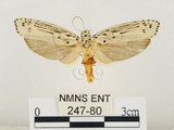 中文名:線紋篩蛾(點帶織蛾)(247-80)學名:Ethmia lineatonotella (Moore, 1867)(247-80)