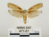 中文名:線紋篩蛾(點帶織蛾)(471-57)學名:Ethmia lineatonotella (Moore, 1867)(471-57)