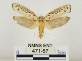 中文名:線紋篩蛾(點帶織蛾)(471-57)學名:Ethmia lineatonotella (Moore, 1867)(471-57)
