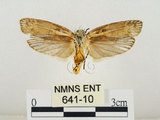 中文名:線紋篩蛾(點帶織蛾)(641-10)學名:Ethmia lineatonotella (Moore, 1867)(641-10)